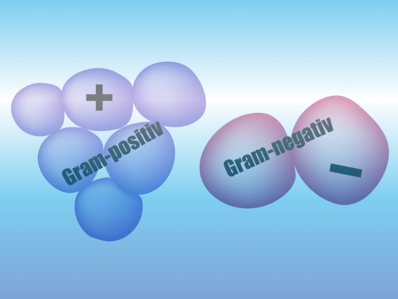 Gram positive or gram negative